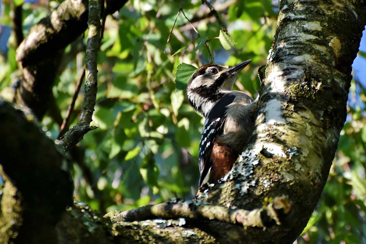 Observer les oiseaux, une question de patience et de concentration