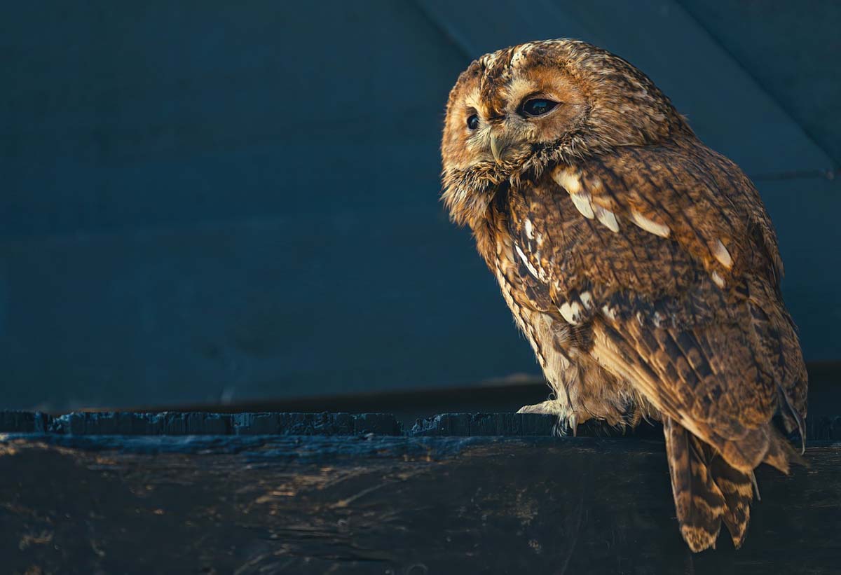 Observer la Chouette Hulotte la nuit