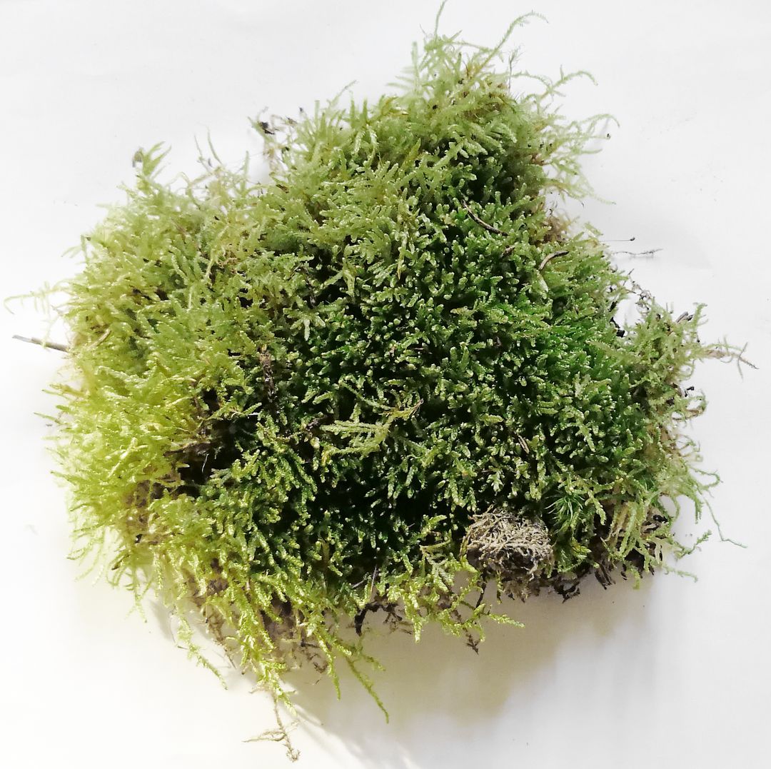 Muschio Ball Moss fresco Leucobrium Glaucum - Sconti per Fioristi e Aziende  - San Michele di Ganzaria (Catania)