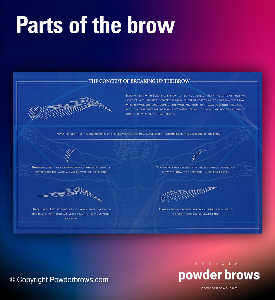 Parts of the brow pattern (microblading, hairstrokes).