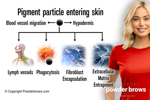 A pigment particle and four directions: Hypodermis, Migration to blood vessels, Lymph, Phagocytosis, Fibroblast Encapsulation, Extracellular Matrix Entrapment, on the left and an attractive woman in red on the right.