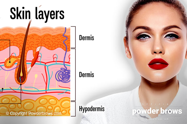 On the left, a picture of skin layers (epidermis, dermis, hypodermis), and on the right, an attractive woman.