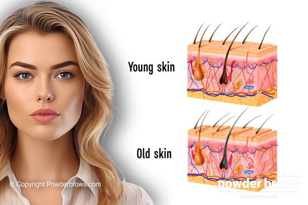 A picture of a young attractive woman in classic clothing on the left and vector graphic of skin layers of young skin and a vector graphic of skin layers of old skin on the right. Text young skin and text old skin refer to those, respectively.