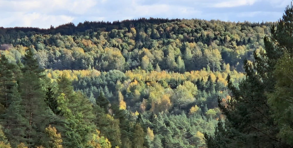 Medžių sodinimas Lietuvoje nuo kiekvieno užsakymo