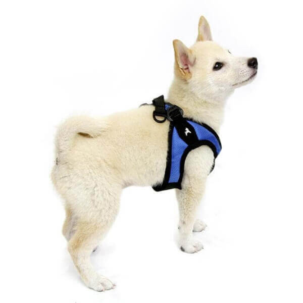 gooby escape free dog harness