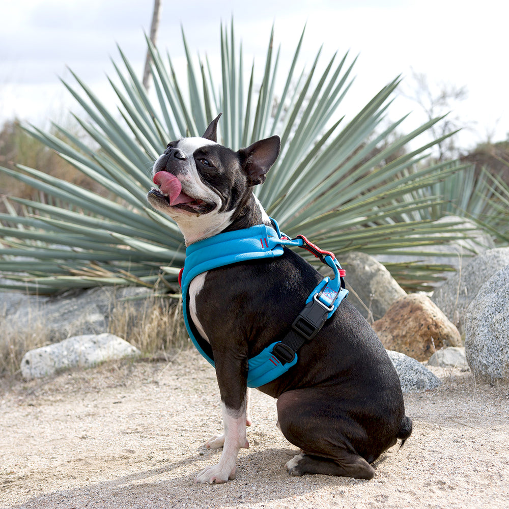 gooby dog harness