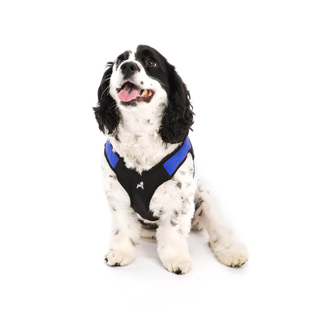 simple harness dog