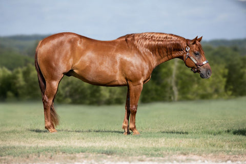 hoeveel weegt een paard volwassen