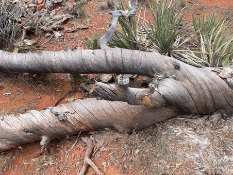 twisted tree in vortex in sedona arizona