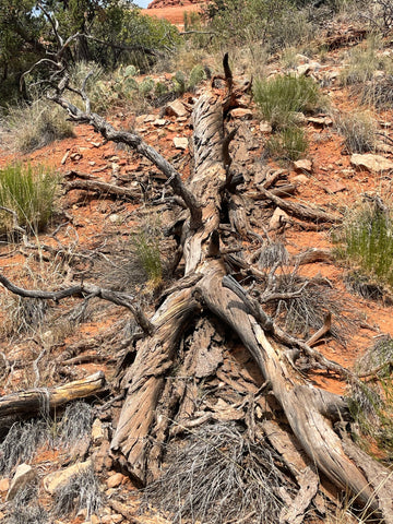 twisted tree in vortex in sedona arizona