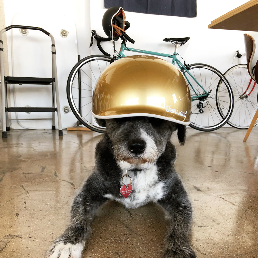 Thousand Helmets office dog Duke 