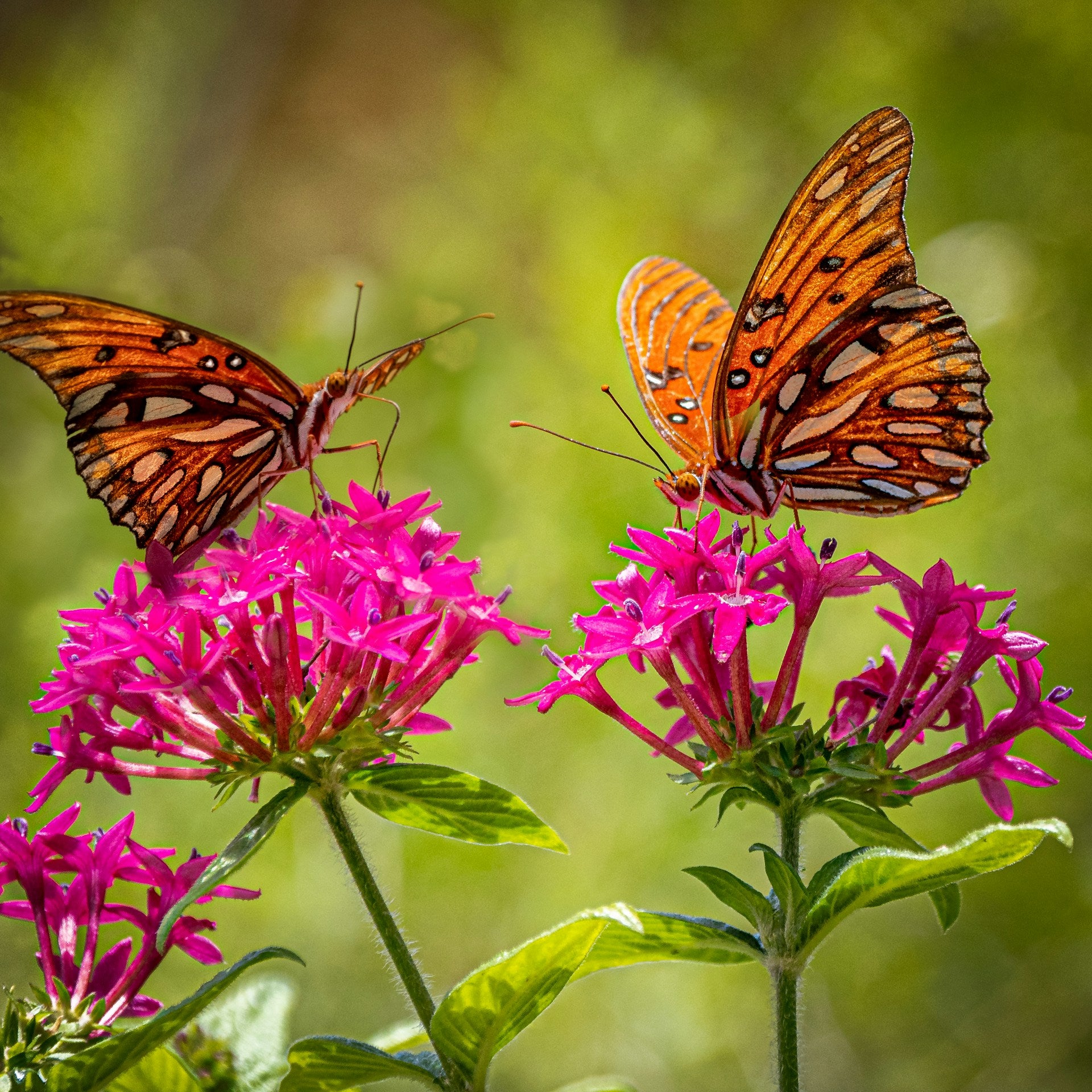 Two monarch butterflies pollinating bright pink honeysuckle flowers