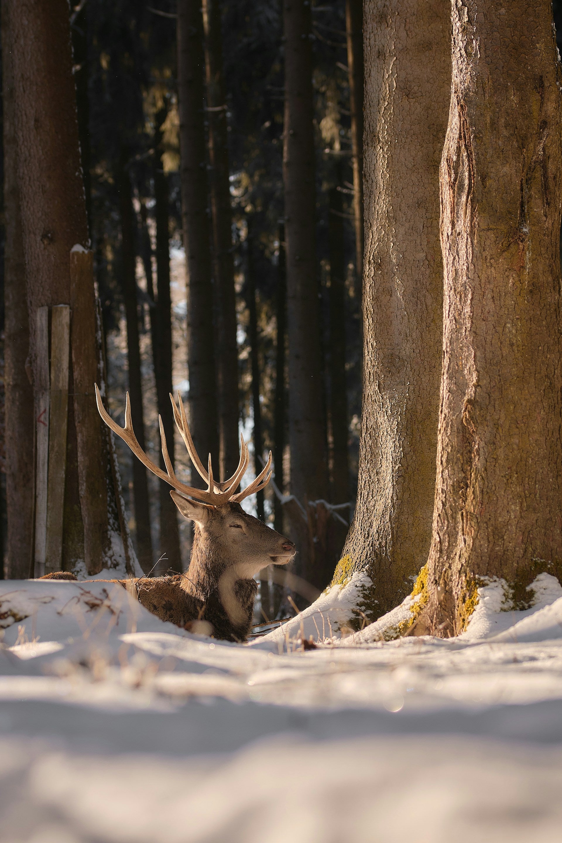 A reindeer laying down in the winter snow by a group of trees