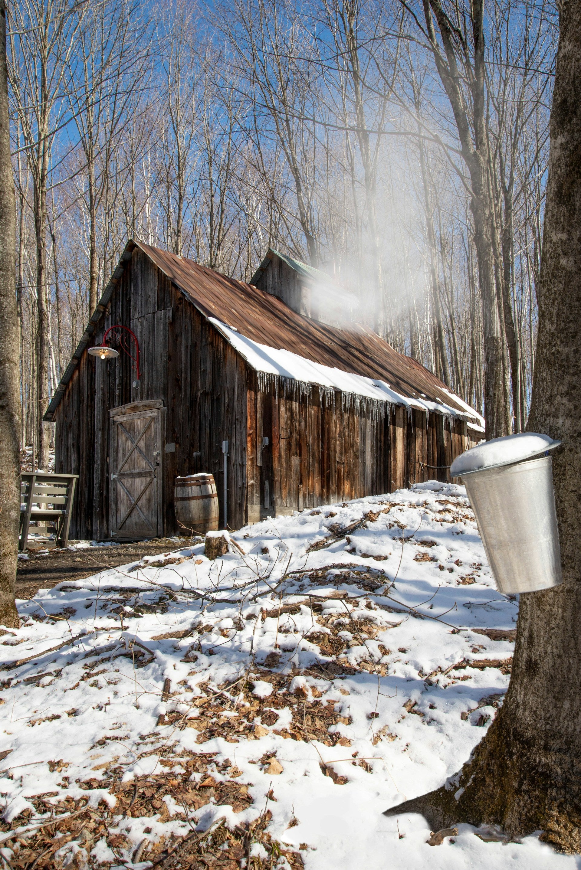 An old maple sugaring shack during early spring with a traditional sap bucket hanging from a maple tree