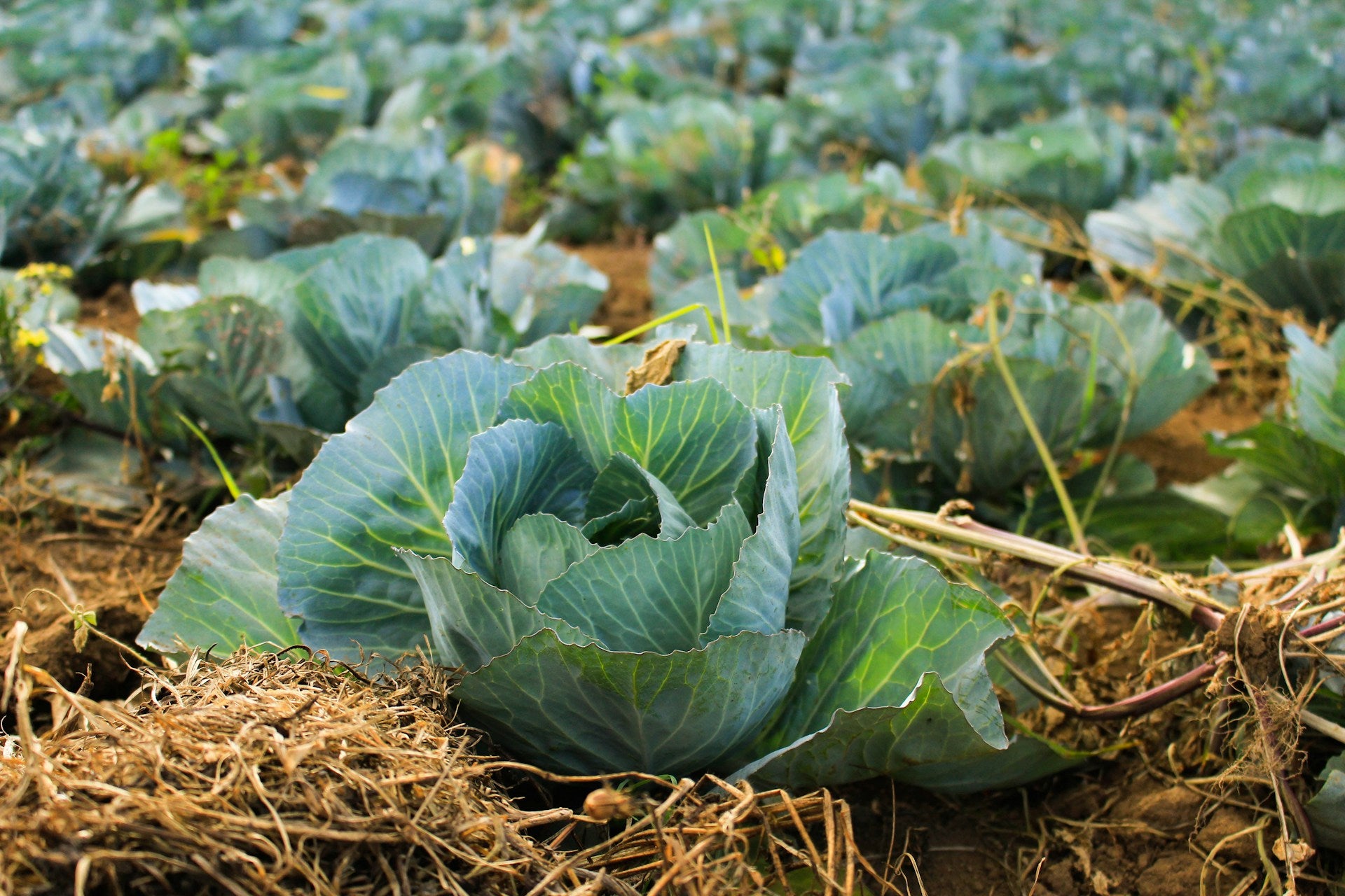Cabbage with hay or mulch around it for water conservation