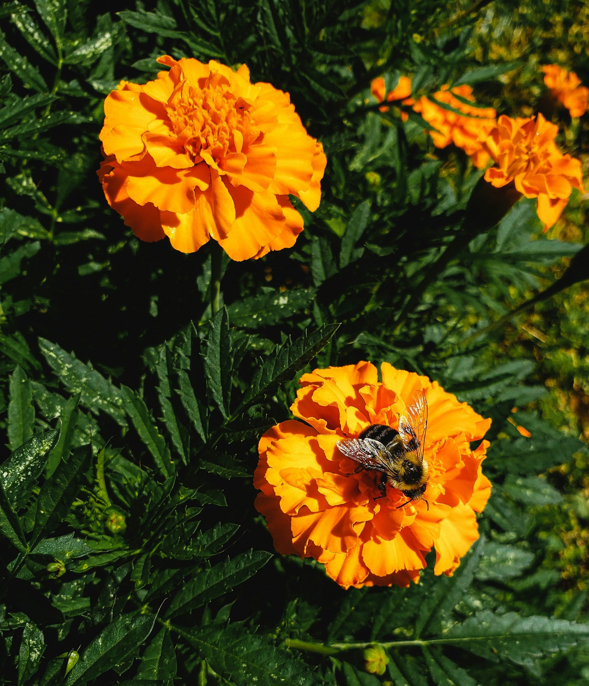 Three brilliantly orange-yellow marigolds with a bee pollinating one of them