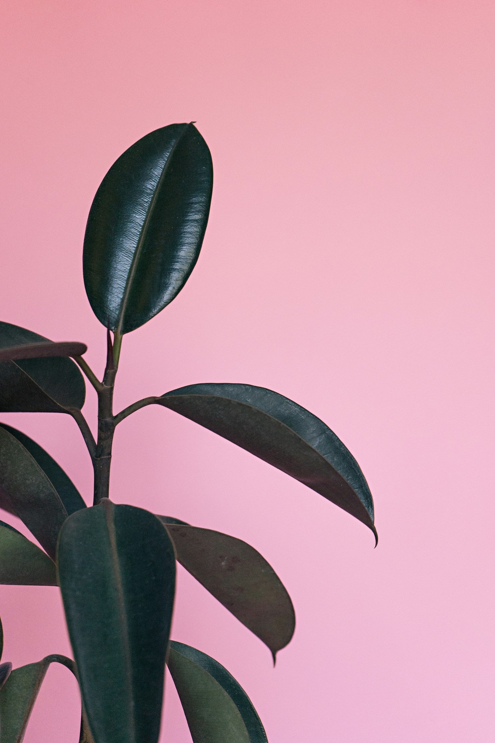 A mature rubber plant with only the leaves visible against a pink backdrop