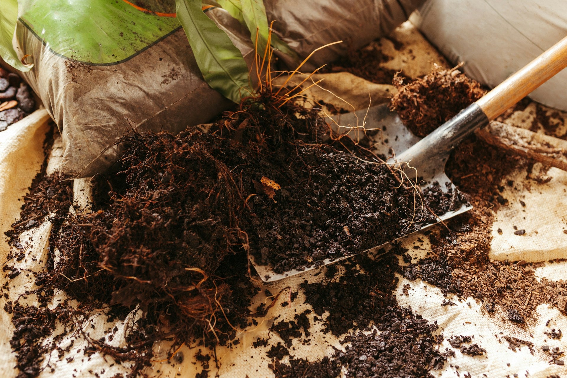 Rich dark soil scattered on a table with trowel