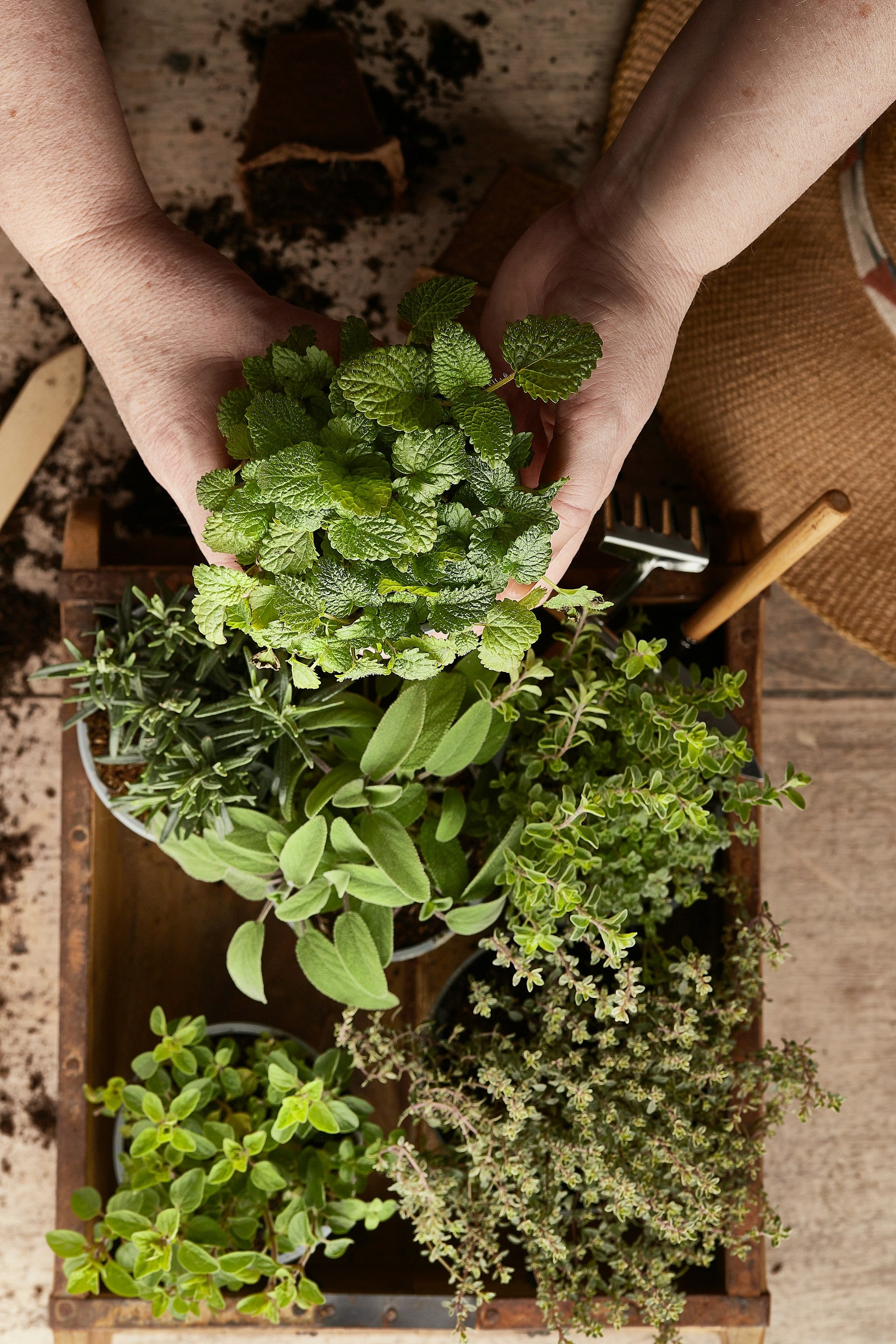An aerial image of two hands holding a pot of herbs above a box of potted herb plants