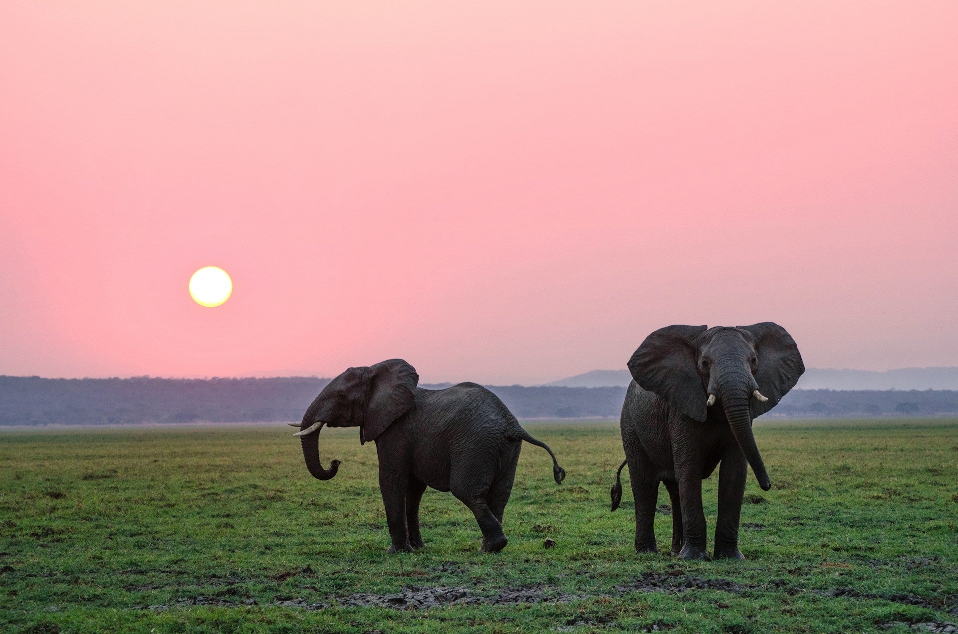 Two elephants with a vibrant pink sunset behind them