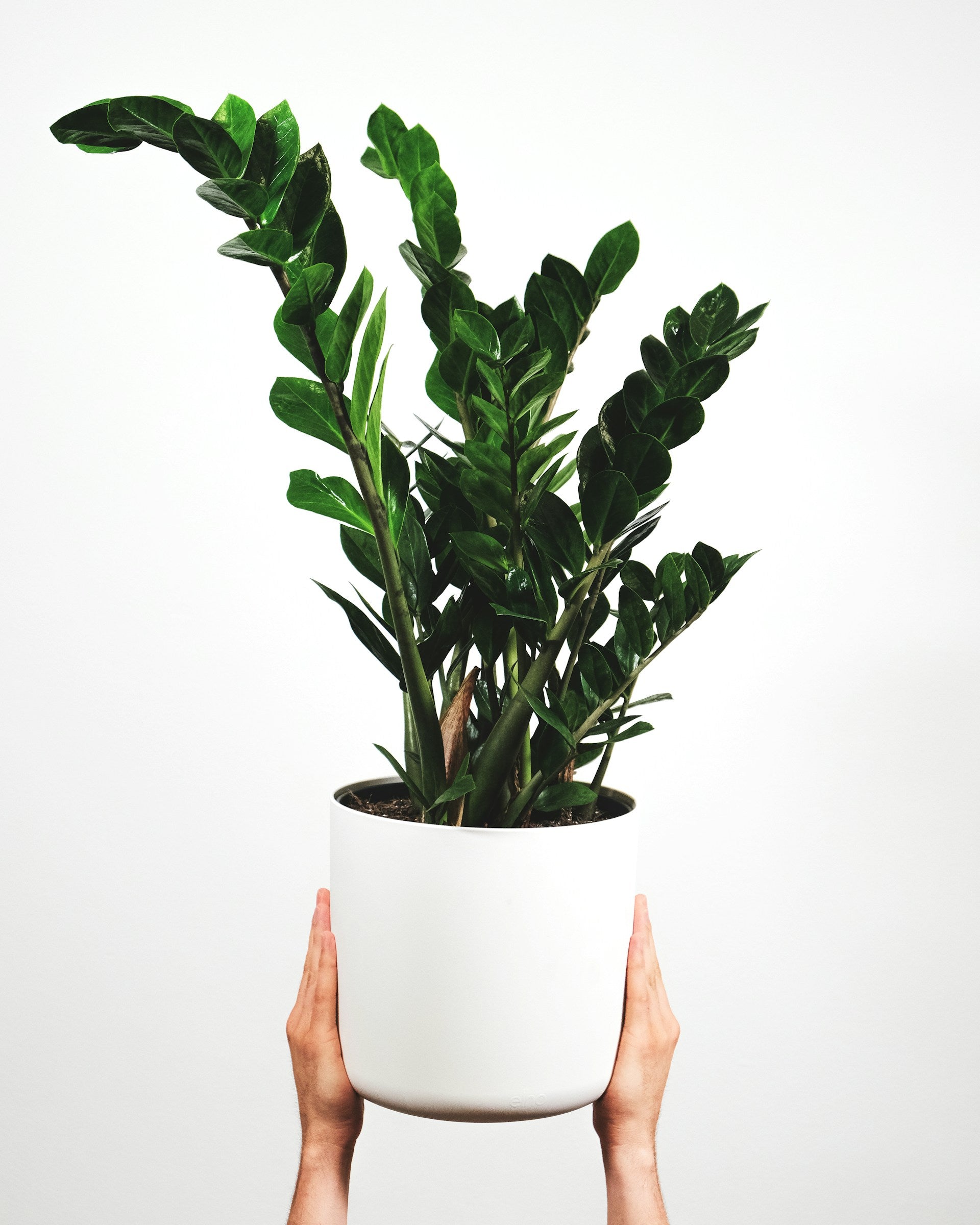 A image of two hands holding up a ZZ plant against a white backdrop