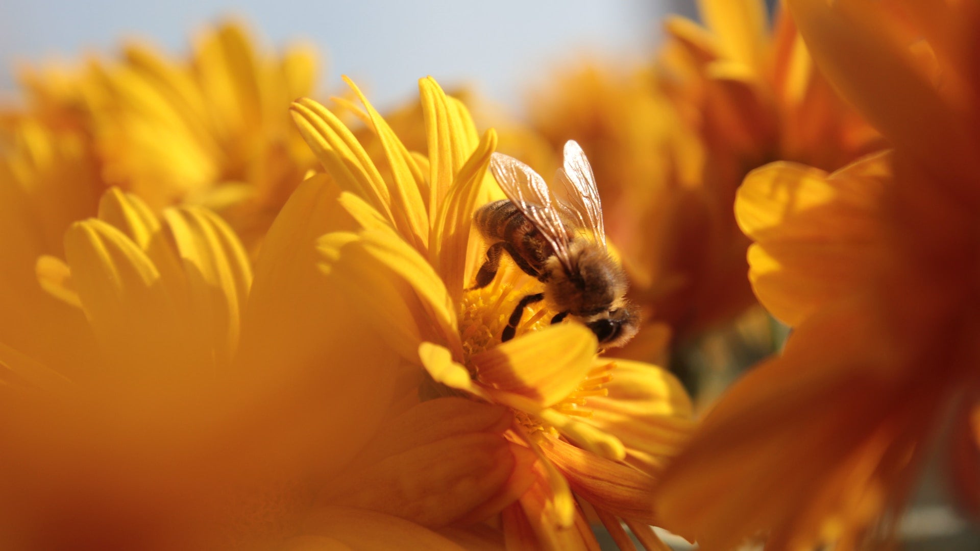 Honey bee drinking from an orange-yellow flower