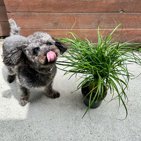 An adorable gray mini poodle mix sticks out his tongue while hanging out next to a lush ponytail palm plant.