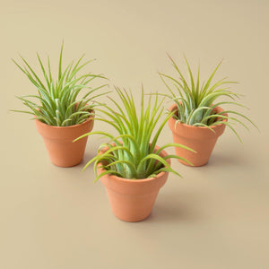 3 Ionantha Air Plants with Terra Cotta Pots