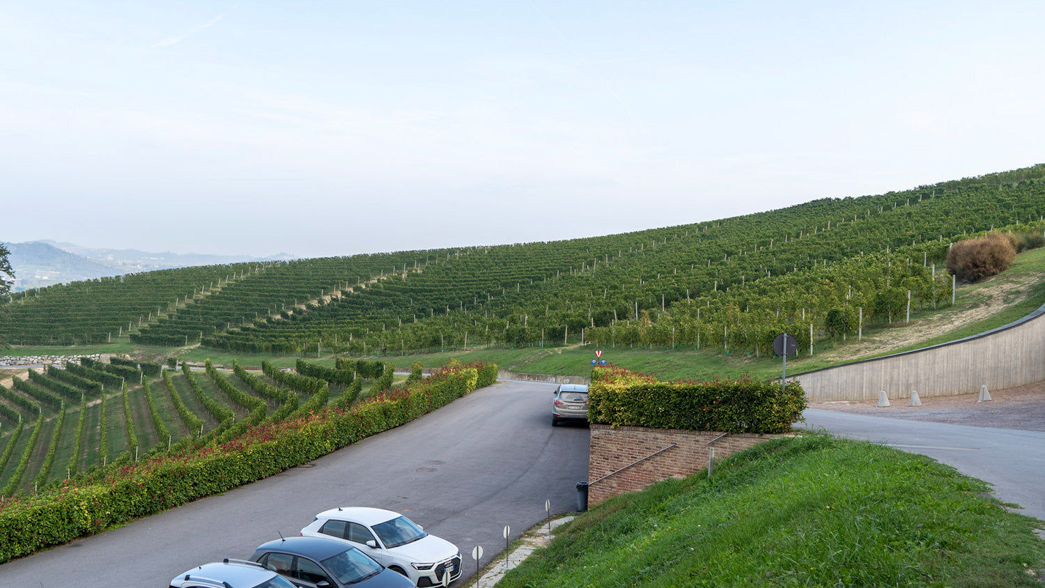  モンソルド・ベルナルディーナ醸造所に隣接するブドウ畑の様子。
