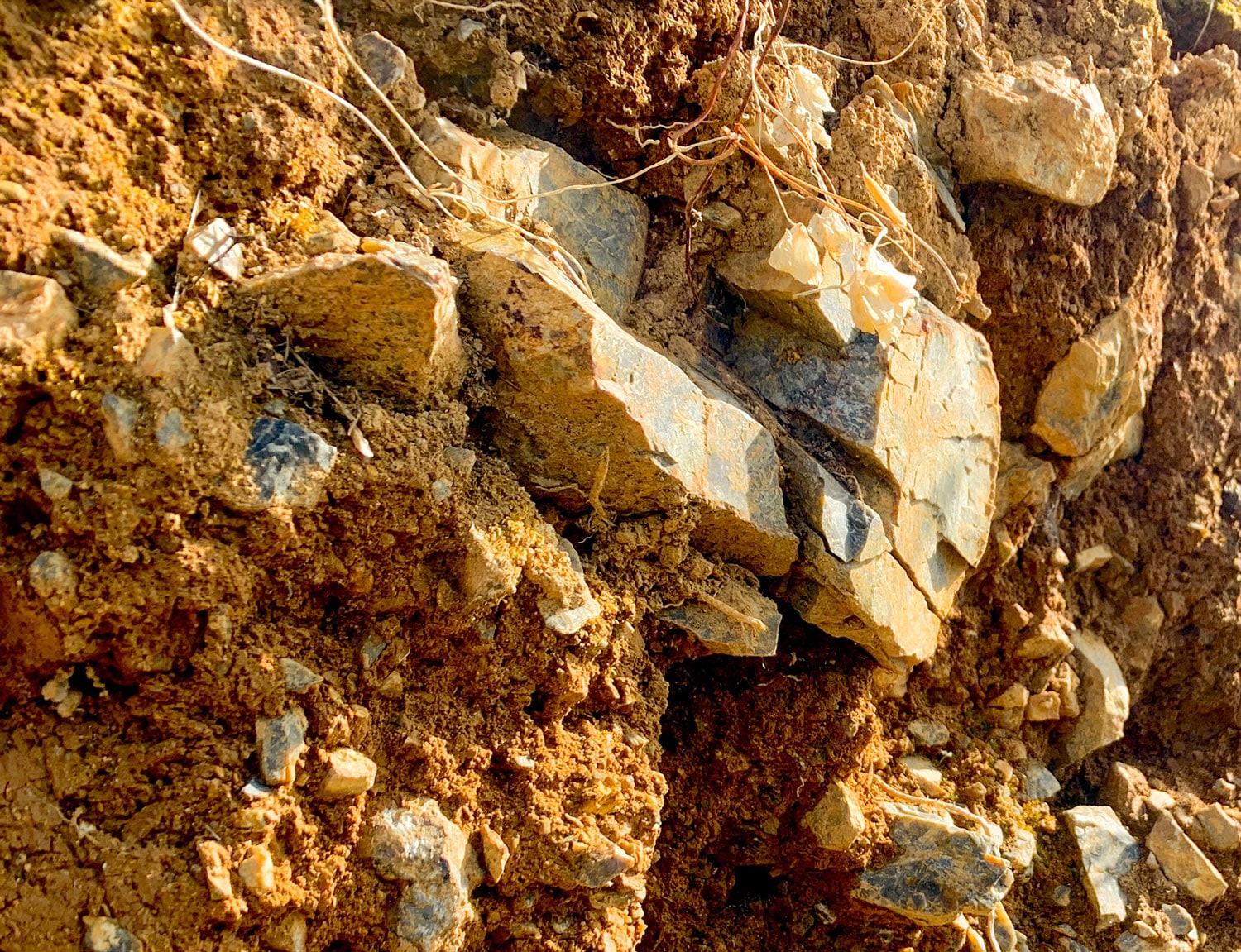 砕屑岩(さいせつがん)類や頁岩に富んだ土壌は、葡萄の根が深くまで侵入しやすい。