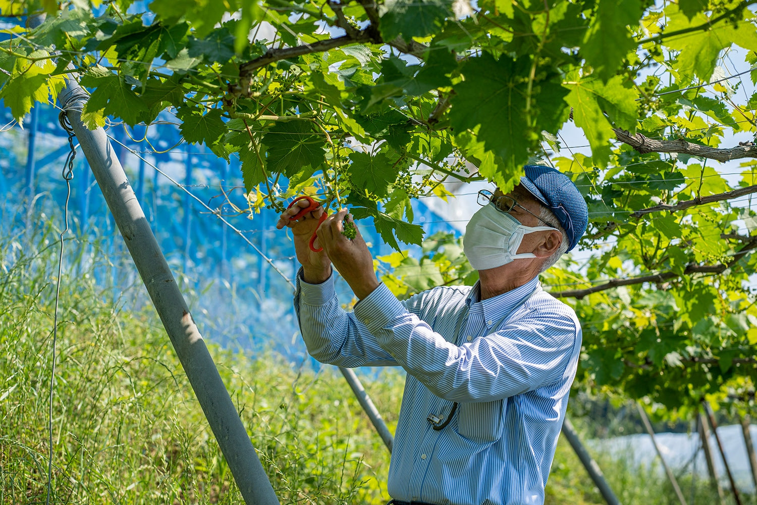 生食用ブドウの花の切り落とし方をワイン用ブドウで試しているという高井さん。