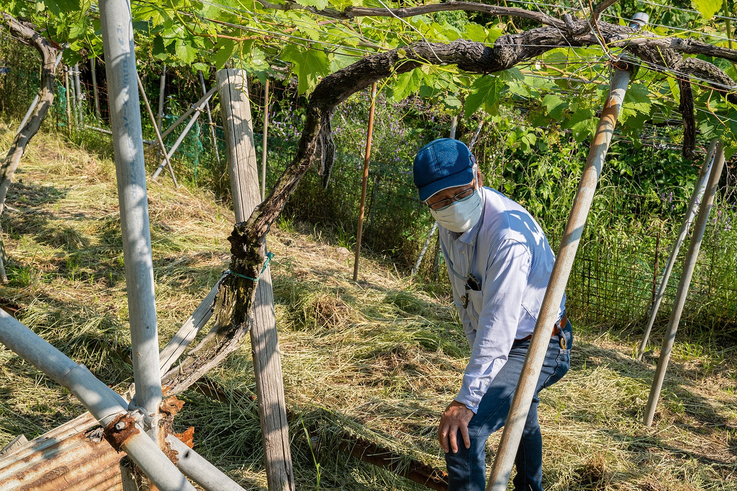 畑にある108歳の堅下ブドウの古木。化成肥料に頼らない土壌管理をしているからこそ、ここまで生きながらえているのだ、と土壌管理の大切さを語る高井さん。