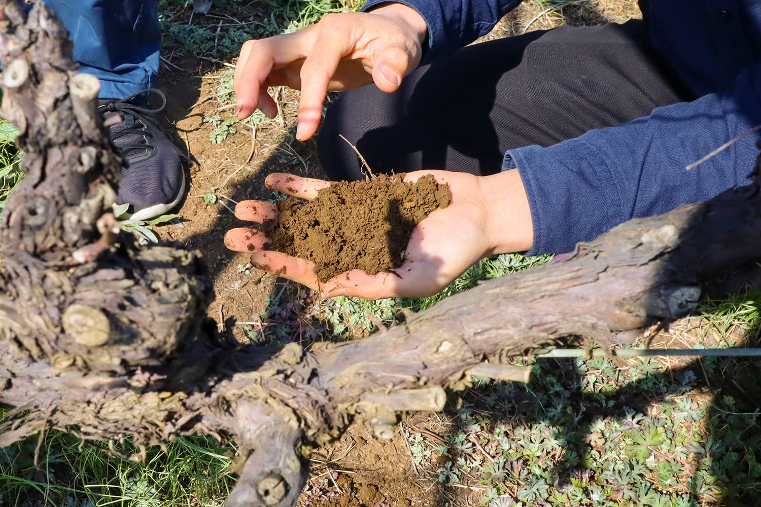 不耕起、不除草の長年の蓄積が、腐植に富んだ柔らかい土壌を生む。