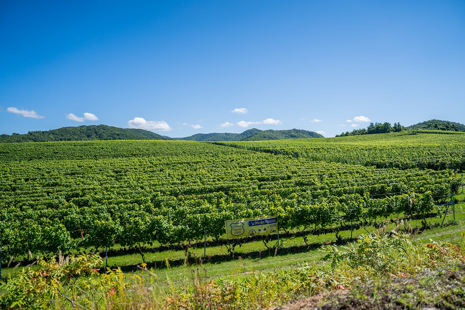 北海道はでっかいどう！！スケールの大きいワイン畑が広がる。