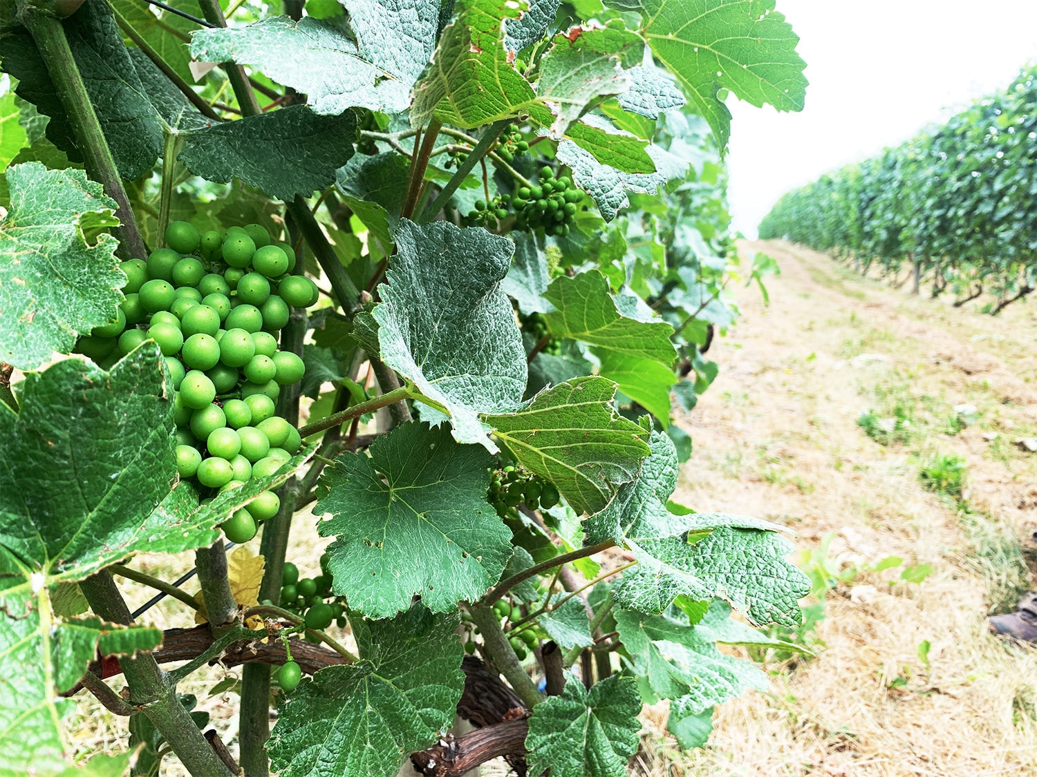 ル・レーヴ・ワイナリーの最重要品種 ムニエ。2020年はムニエとピノ・ノワールをアッサンブラージュした赤ワインにも挑戦されています。