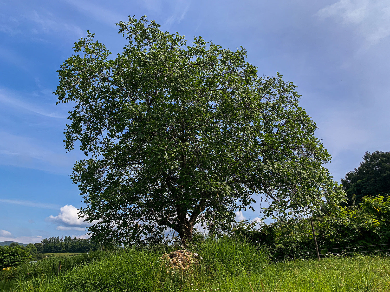 胡桃（くるみ）の木。開墾した葡萄畑のみならず、この土地が自然の恵みに富んでいることを象徴するように、活き活きと枝を伸ばす。
