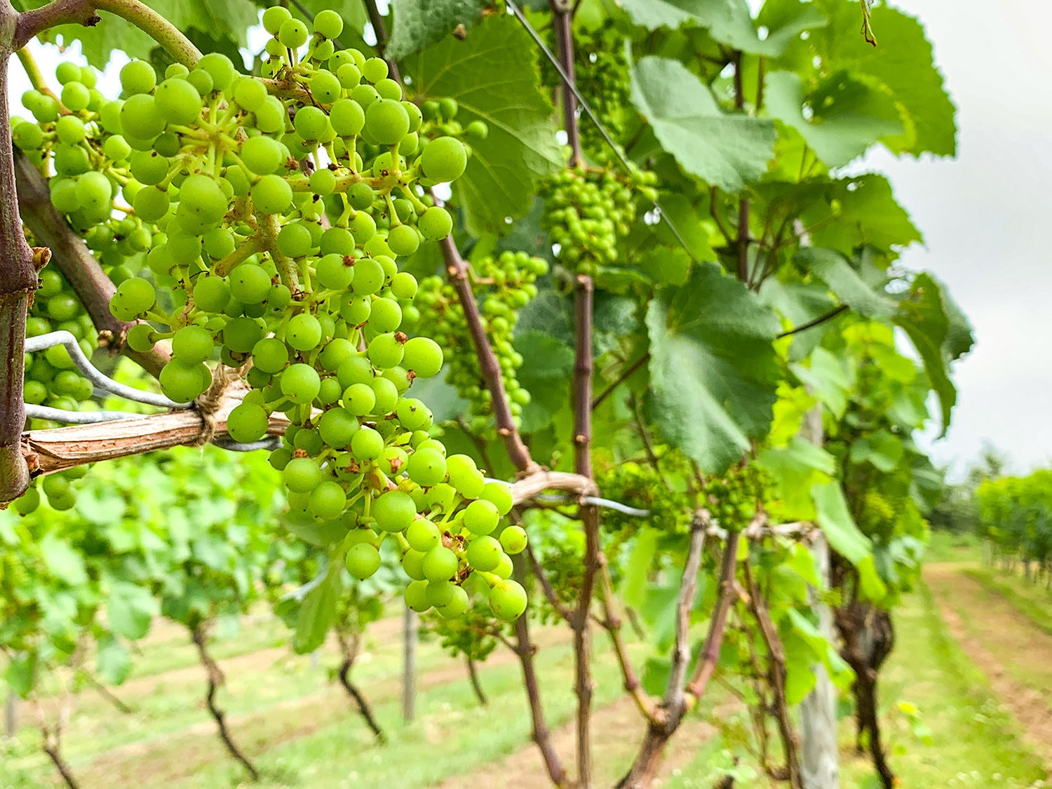ツヴァイゲルトは実が詰まった房を造るので灰カビに侵されやすい。登醸造の葡萄は湿気が溜まらないよう、早い段階から除葉がなされる。