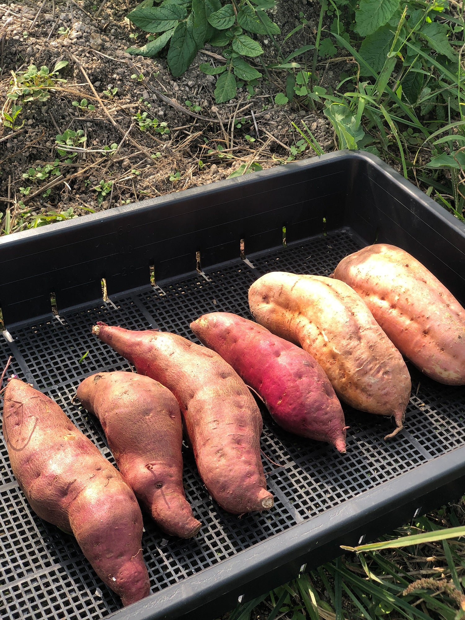 旦那さんが育てた鳴門金時（左）とご近所の農家さんに頂いた安納芋（右）。