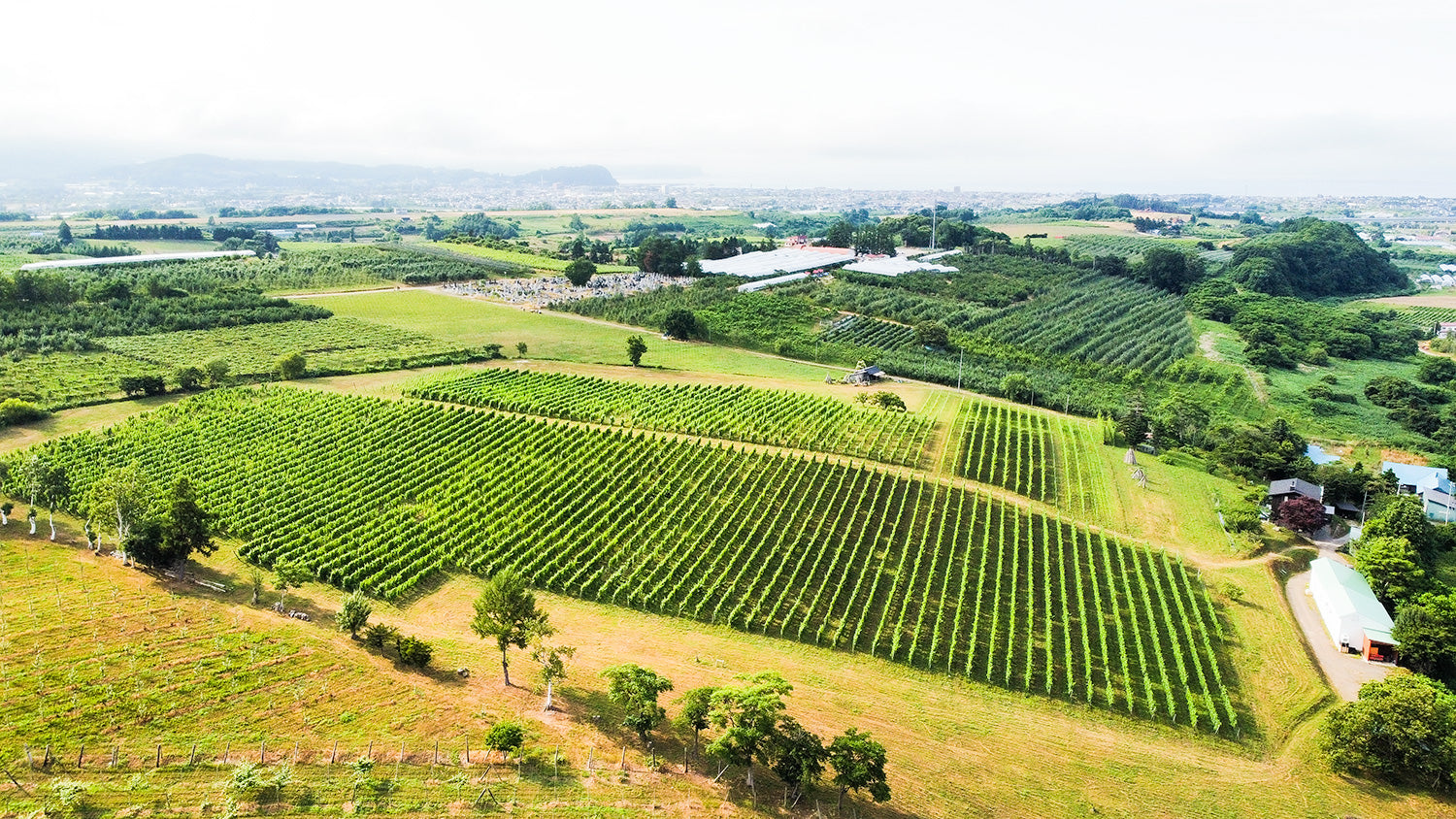 北海道・余市 ドメーヌタカヒコ | THE CELLAR online store｜ワイン通販