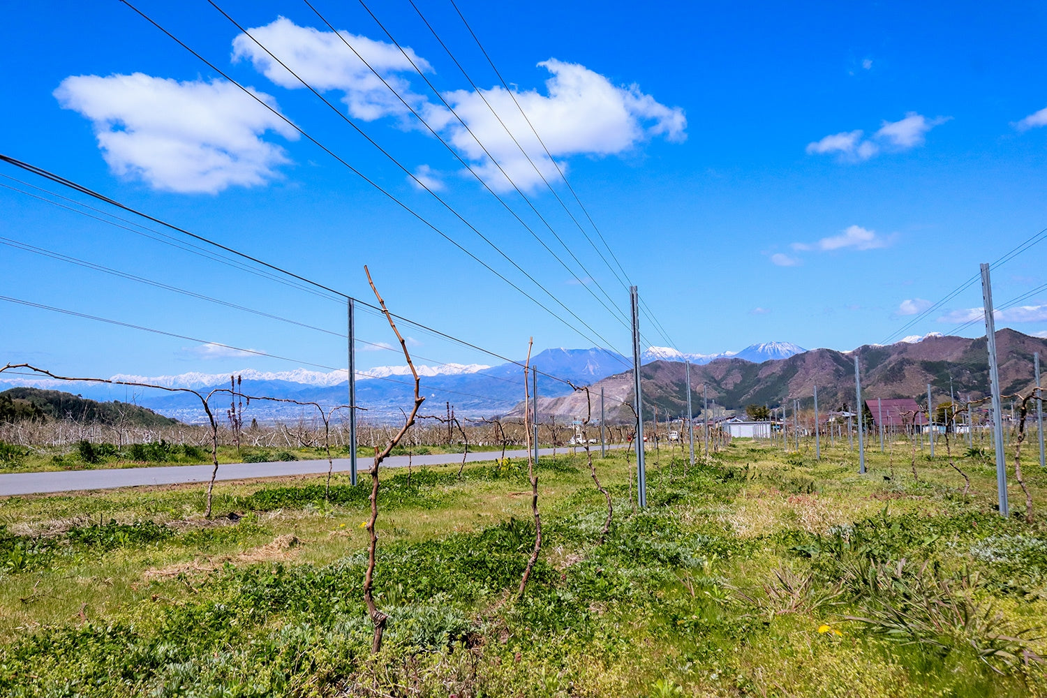 近年葡萄の栽培面積が急拡大している高山村。ワイナリー付近にはまだ若く細身の葡萄が散見される。