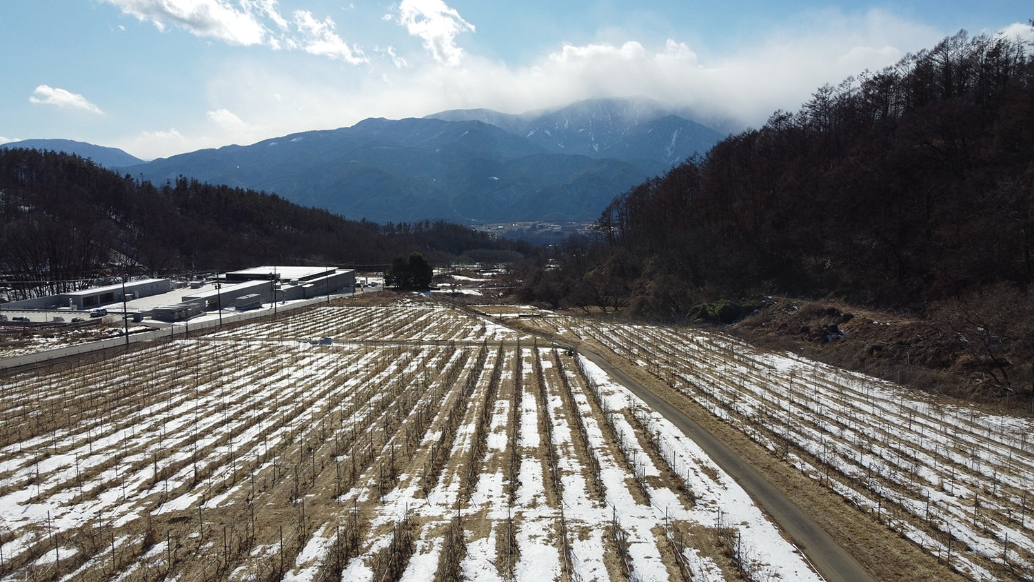 ワイナリーと圃場があるこの場所は、元々は20の地主が所有する土地だったが、北杜市農業振興公社が1つの畑として纏めて、農地として貸出ている。自治体がこのようなサービスを提供するのは珍しいそうだ。