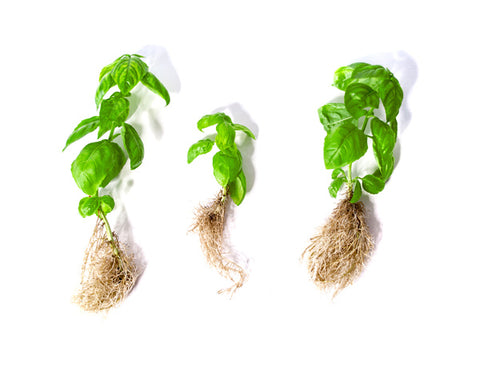 basil, multiply, urban gardening, sustainable, Switzerland, zero waste