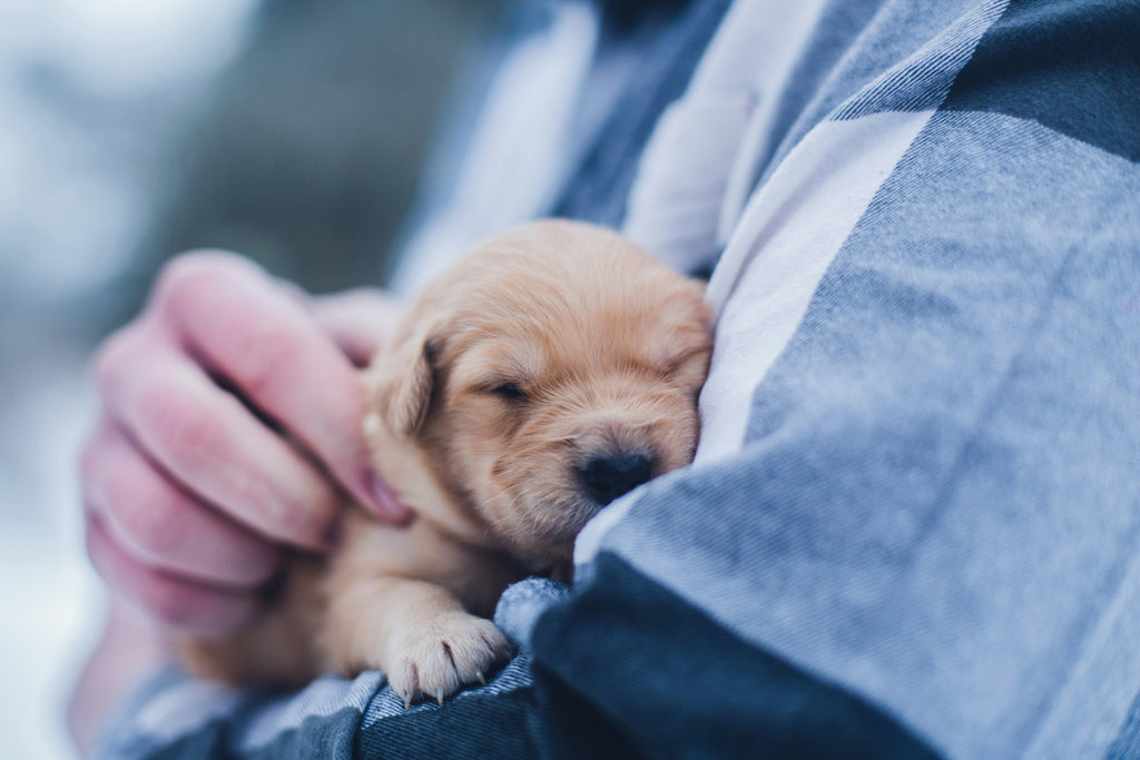 Puppy being held in owners arms.