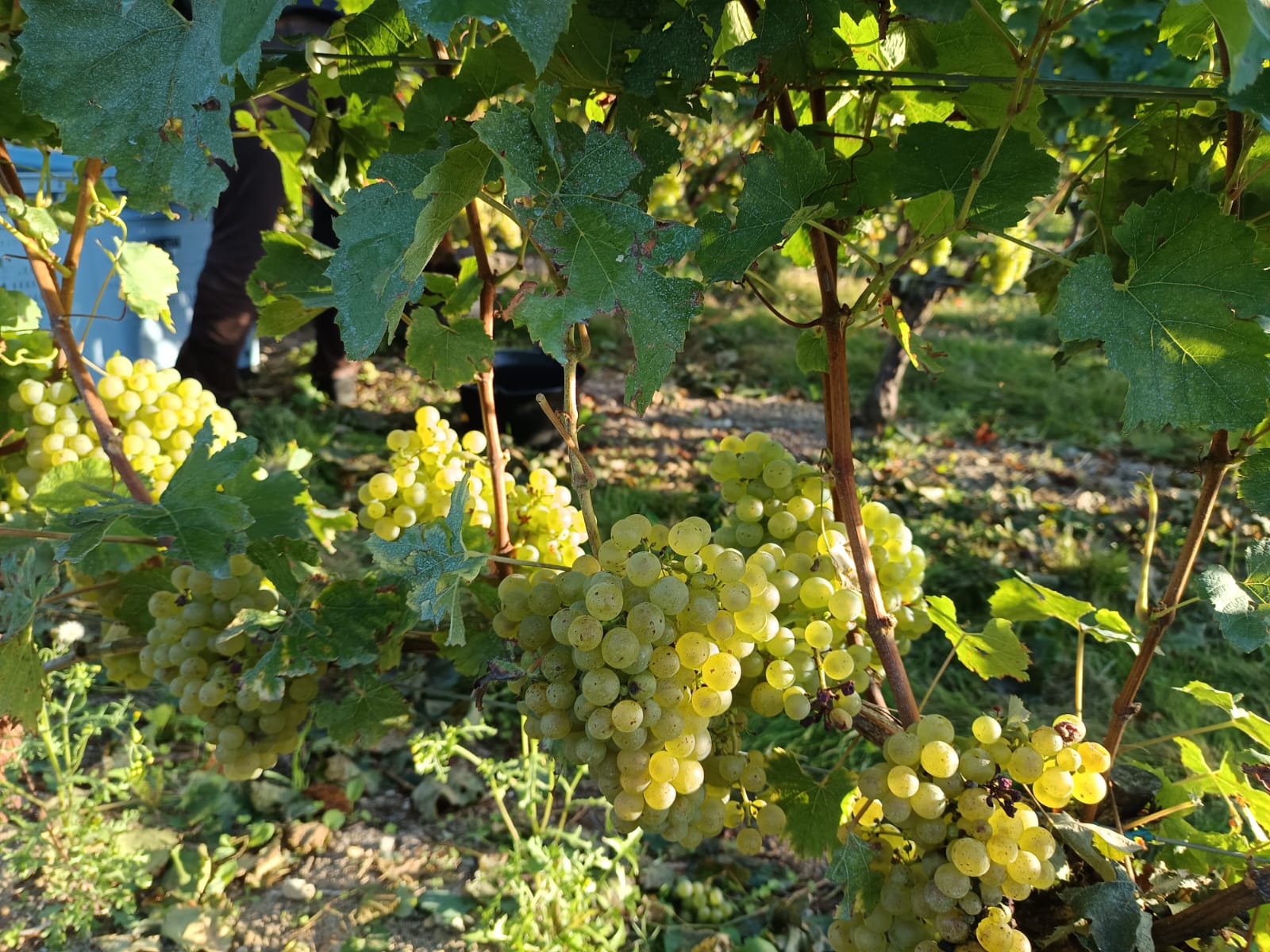 Photo raisins cépage Chardonnay