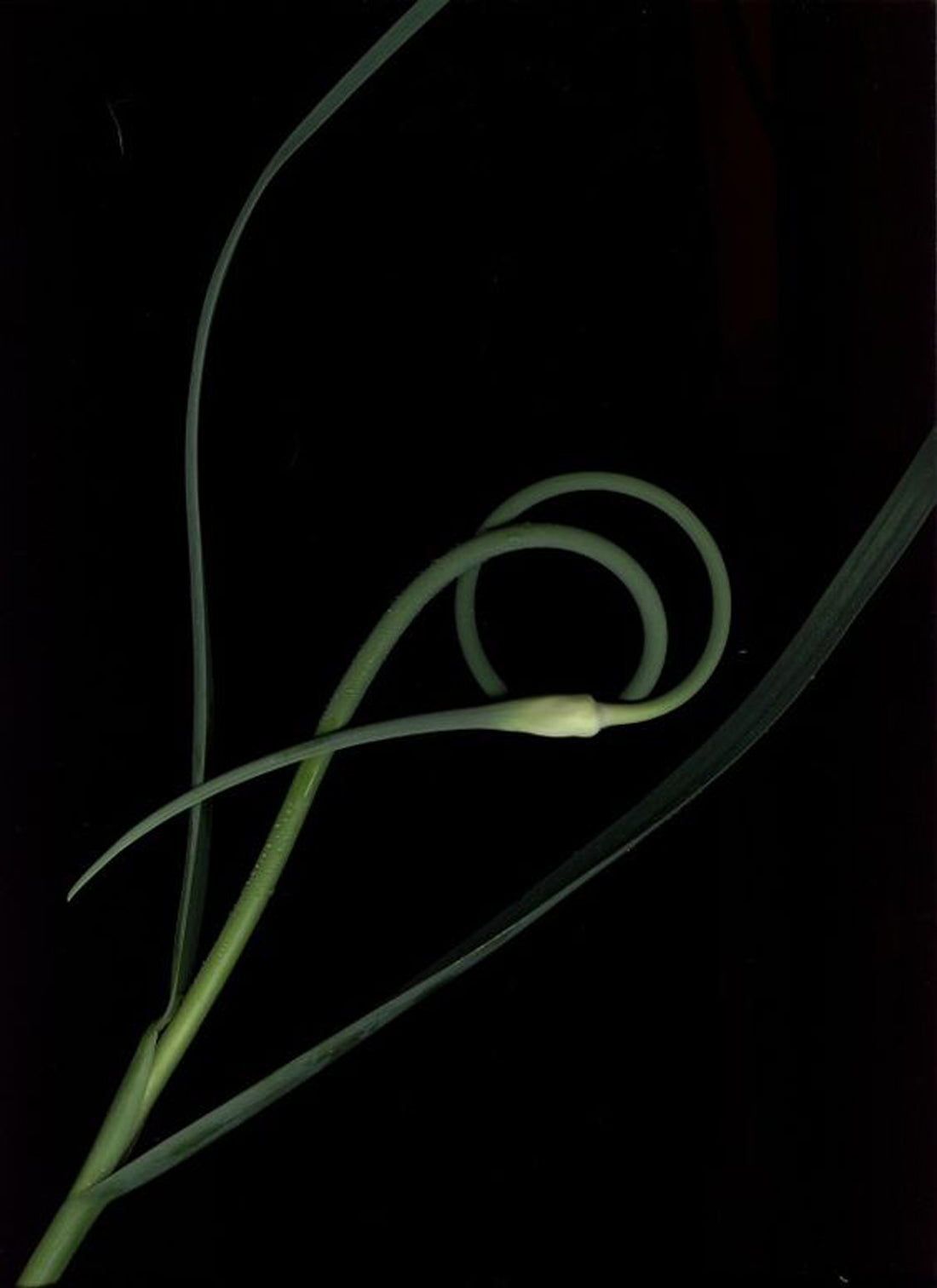 An orchid bud coiled tightly against a black background.