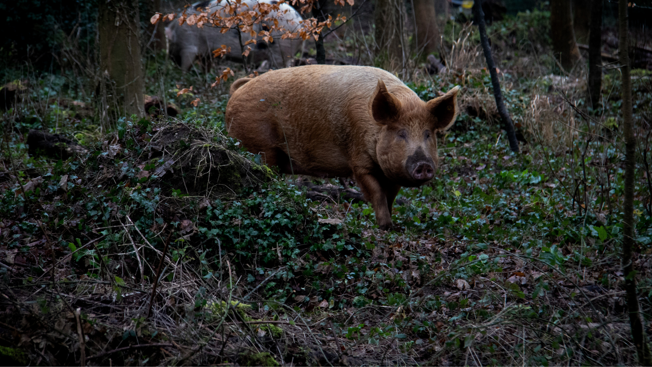 Sanglier Géant