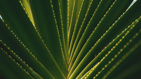 aloe plant macro 