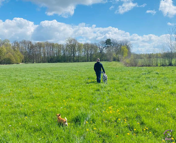 man and the dogs