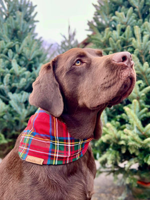 Stewart - Holly and Stewart Plaid Scrunchie Dog Bandana - Franklin + Co.