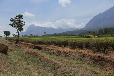 Malawi field